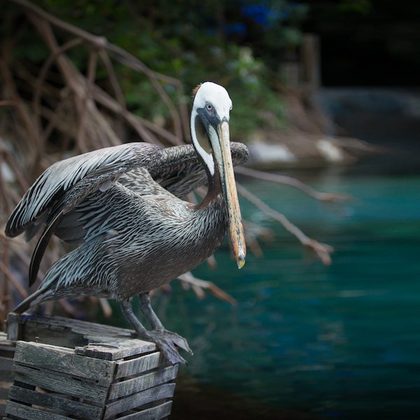 Pelican  - Grahm S. Jones, Columbus Zoo and Aquarium.jpg