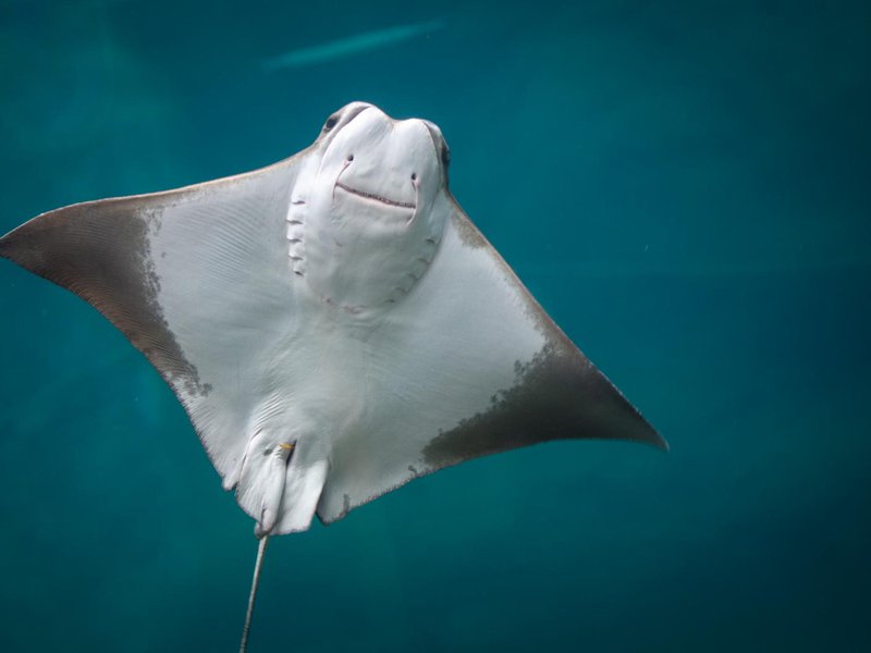 Stingray - crop flip2.jpg